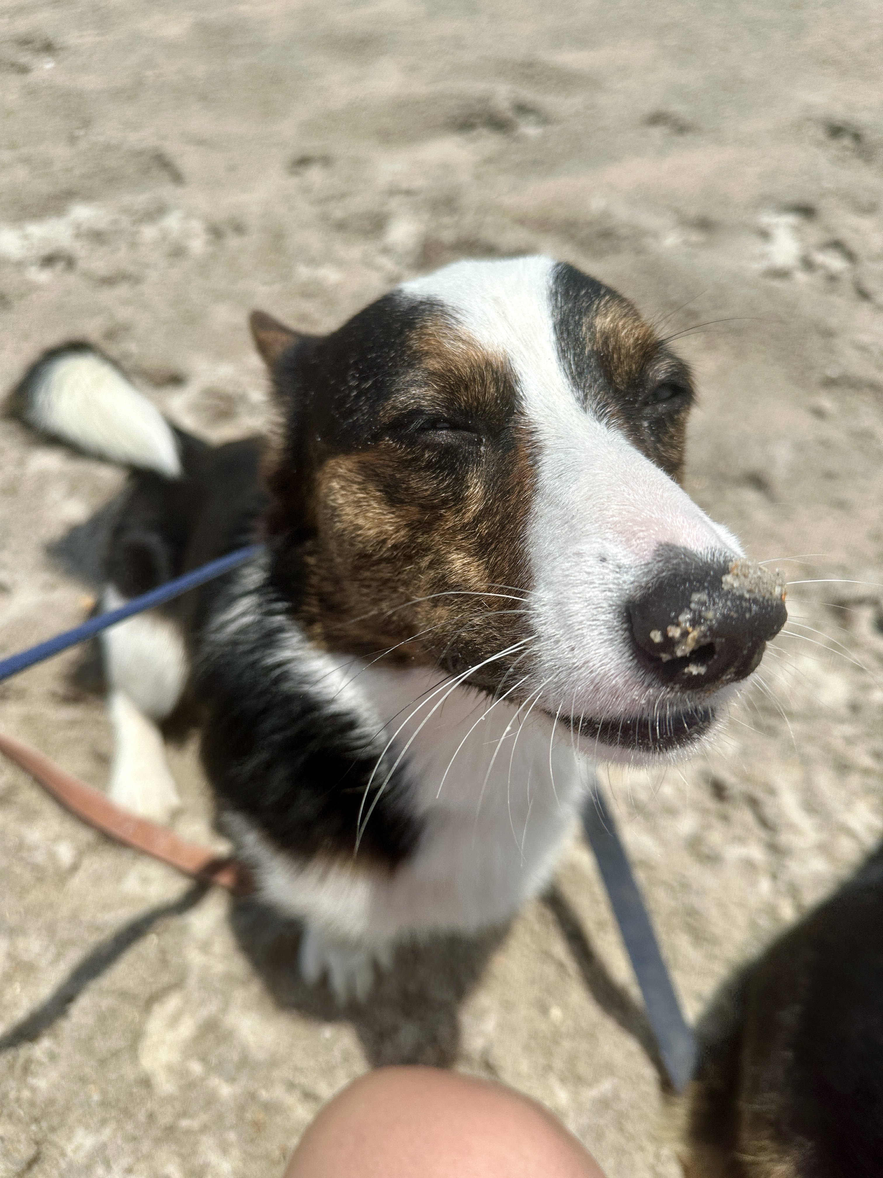 Beach Puppies